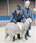 Christian Schleich (l.) beurteilt bei der Frühjahrsauktion in Herrenberg die Wollqualität mit Florian Gimber.