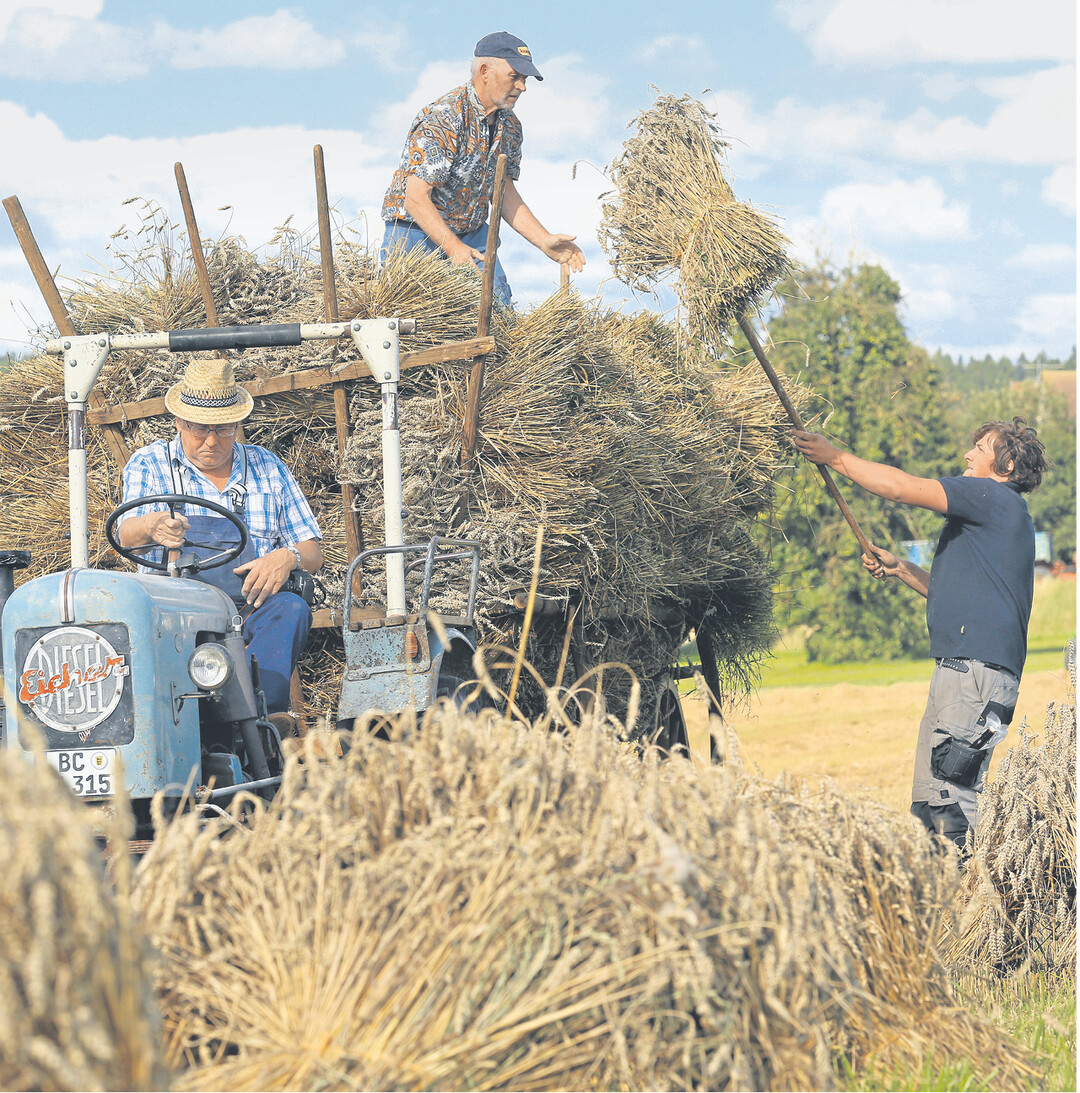 In Möhringen im Kreis Biberach findet am Sonntag, 14. September, der 6. altertümliche Bauern- und Handwerkermarkt statt. Dann wird dieses Getreide gedroschen.