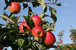 Gute Mineralstoffgehalte lassen eine gute Haltbarkeit der Äpfel im Lager erwarten.