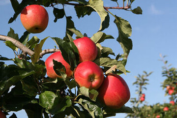 Gute Mineralstoffgehalte lassen eine gute Haltbarkeit der Äpfel im Lager erwarten.