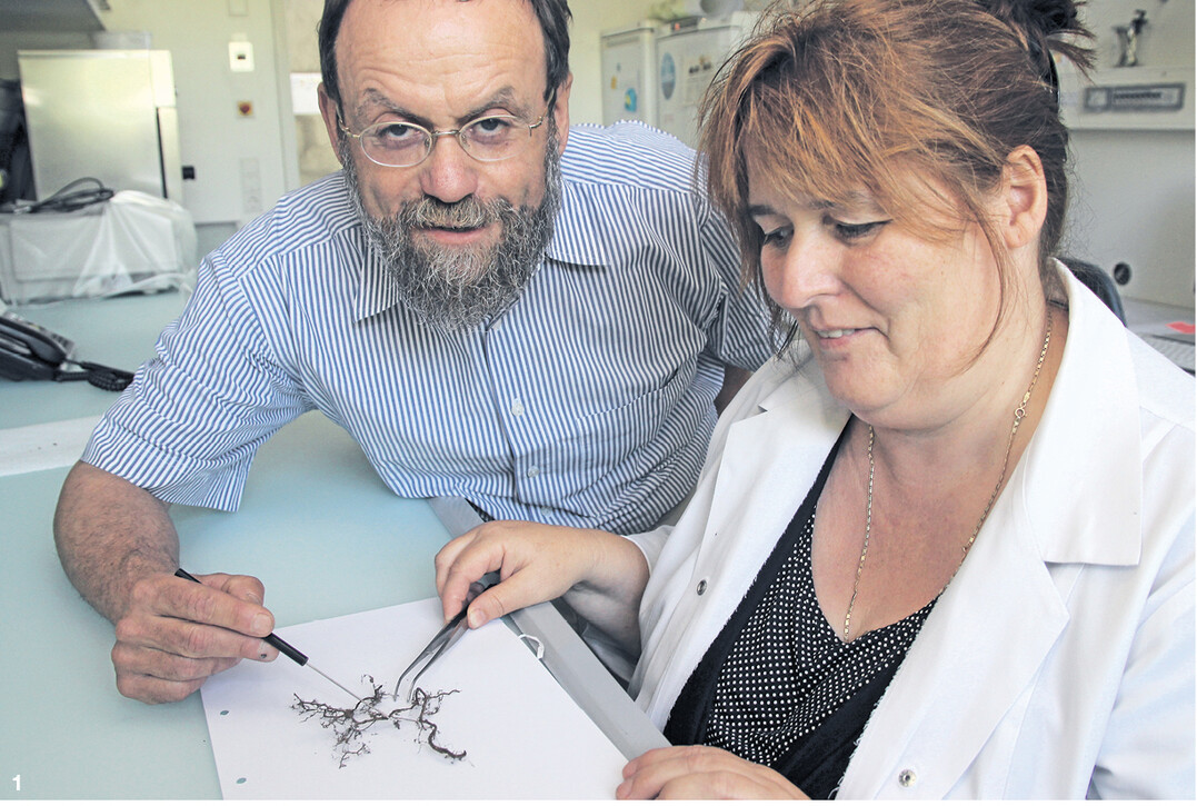 Unterirdischer Hoffnungsträger: Josef Herrmann und Anette Saftenberger-Geis mit Wurzeln eines Haselnussstrauchs, die mit Trüffelmykorrhiza besiedelt sind.