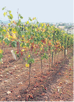 Die Trockenheit macht vielerorts besonders den jungen Anlagen zu schaffen.