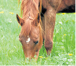 Kräuter wie Löwenzahn sind eine Bereicherung für Pferdeweiden.