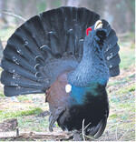 Das Auerhuhn, hier ein balzender Hahn, steht auch aufgrund seiner historischen und kulturellen Bedeutung im Fokus der Öffentlichkeit.