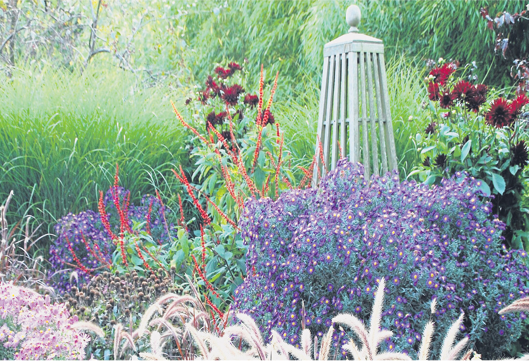 Dicht an dicht fügen sich die violetten Blüten der 120 Zentimeter hohen Raublatt-Aster (Aster novae-angliae) aneinander. Zusammen mit Federborstengras, Chinaschilf und Dahlien erzeugen sie ein lebhaftes Bild.
