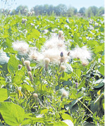 Soja kämpft mit Unkräutern. Der richtige Pflanzenschutz kann helfen.