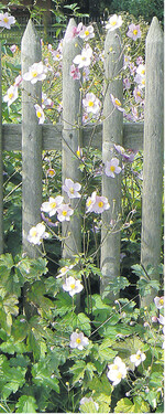 Ein vertrautes Bild aus dem Bauerngarten: Herbst-Anemonen durchziehen den Zaun.