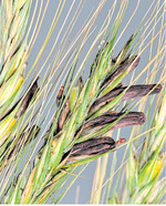 Am Standort Boxberg war Mutterkorn ein Problem.