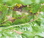 Cercospora auf dem Rübenblatt. Der Befall ist 2017 besonders stark.