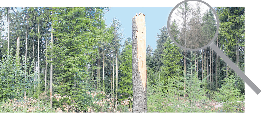 Keine Freude für den Waldbesitzer: Zum Käferloch aus dem Frühsommer ist jetzt noch Sturmholz angefallen und der Borkenkäfer arbeitet weiter. Da ist jetzt dringender Handlungsbedarf gegeben.