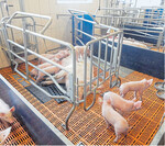 Bewegungs- beziehungsweise Freilaufbuchten für abferkelnde Sauen gibt es in verschiedenen Ausführungen. Allen gemein ist, dass die Sauen sich in diesen Buchten mehr bewegen können.