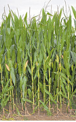 Silomais: Erntetermin nicht verpassen. Obwohl noch grün, ist er an vielen Stellen schon erntereif.