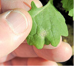 Früher Phomabefall auf einem Rapsblatt. Verletzungen an den Blättern begünstigen das Eindringen des Pilzes in die Pflanzen.
