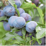 Viele Leute kennen Pflaumen vor allem mit bläulicher Fruchthaut. Doch auch eine rötliche Färbung ist bei ihnen durchaus üblich.