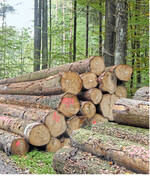 Säger suchen gesundes und frisch eingeschlagenes Nadelrundholz. Überlagerte Sortimente stehen eher unter Preisdruck.