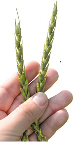 Dinkel hat im Biolandbau eine größere Bedeutung als in der konventionellen Landwirtschaft.