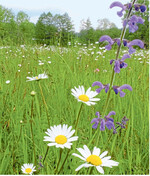 Bunte Blühstreifen bieten nicht nur etwas fürs Auge, sie stellen auch Lebensraum und Nahrung für Insekten bereit.