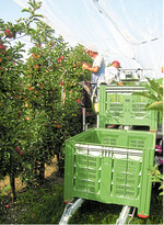 Kurze Greifwege erhöhen die Pflückleistung. Bei den hohen Baumformen ist technische Unterstützung durch Hebebühnen oder den Pluk-o-trak gefragt, um näher an die begehrte Ware zu kommen.