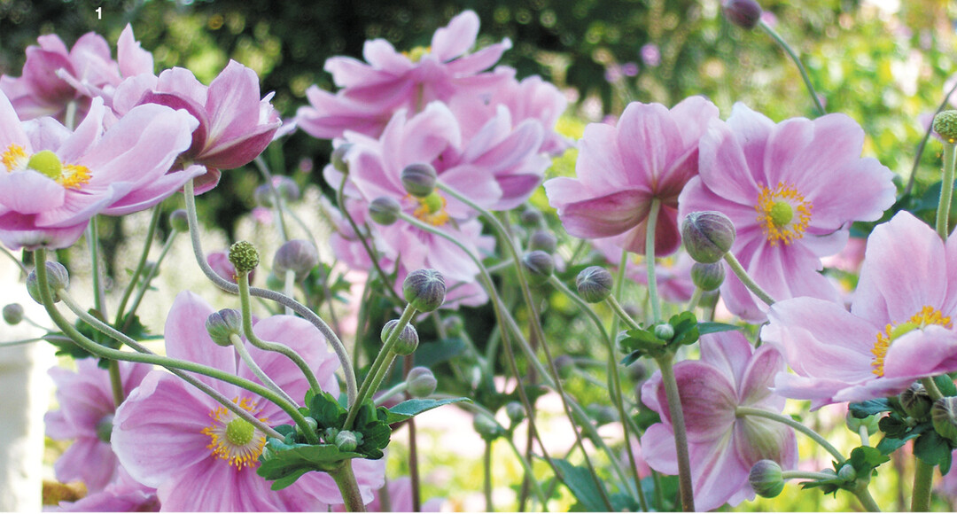 Je nach Sorte zieren die Herbst-Anemonenblüten von Juli bis Oktober das Staudenbeet.