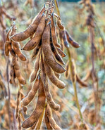 Achten Sie auf die Einstellungen des Dreschers, um Verluste bei der Sojaernte zu vermeiden.