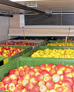 Bei der Einlagerung sollte auf ausreichend Abstand der Kisten geachtet werden, damit die Lagerluft ungehindert zirkulieren kann.