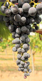 Bei starkem Trockenstress kommt es zu Welkeerscheinungen an den Trauben.