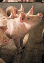 Ad libitum-Fütterung fördert die täglichen Zunahmen eines der Ergebnisse eines Fütterungsversuches in Quakenbrück.