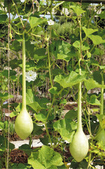 Weinheberkürbisse wie ‚Schalmeienklang wurden früher von Winzern als Schöpfkelle benutzt.