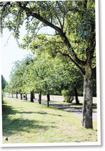 Auf dem alten Eselsberg in Ulm wachsen viele Obstbäume, die von den Bürger abgeerntet werden dürfen.