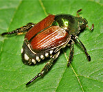 Der Japankäfer wird leicht mit dem heimischen Rosenkäfer, der deutlich größer ist und keine nennenswerten Schäden verursacht, verwechselt.