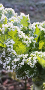 Grünkohl ist frosthart und lässt sich bei Bedarf Blatt für Blatt ernten.