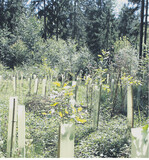 Für das Begründen von Eichenkulturen und die Verwendung von Wuchshüllen als Verbissschutz können Fördermittel beantragt werden.