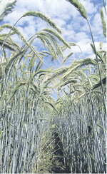 Bei den LSV Winterroggen schlagen sich neue Sorten gut.