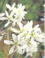 Die weißen Blütenbüschel im Frühjahr erinnern an Birnenblüten.
