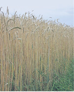 Triticale hatte auf den schwächeren Standorten Probleme mit der Frühsommerwitterung.