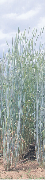 Der Roggenanbau hat wieder leicht zugenommen.