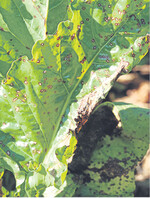 Beginnender Befall mit Cercospora.