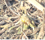 Gehäckselte Maisstoppeln.