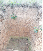 Auf der Parabraunerde werden Erträge bis 100 dt/ha Weizen erzielt; auf den erodierten Flächen sind es 20 dt/ha weniger.