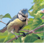Blaumeisen sind häufig in unseren Gärten zu Gast. Sie fressen alles mögliche Getier, auf das wir im Garten gerne verzichten.