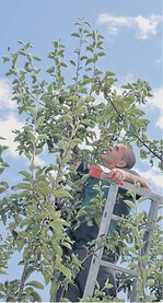 Ein Obstbaumschnitt in schwindelnder Höhe.