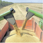 Am Schwarzen Meer wurde viel Weizen geerntet, allerdings mit nur mäßiger Backqualität.