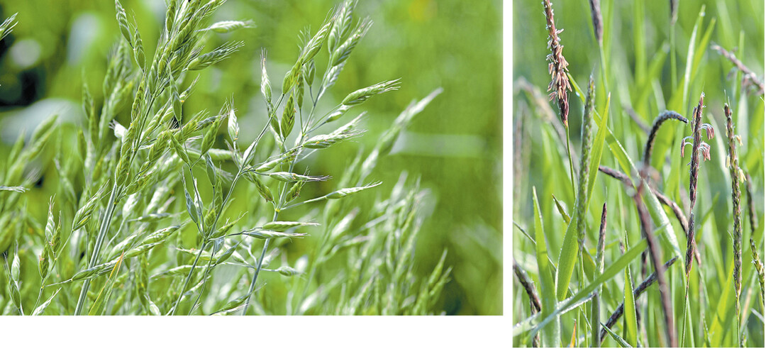 Sie können Landwirten die Bewirtschaftung der Äcker schwer machen: Links eine Trespen-Art, rechts Ackerfuchsschwanz.
