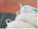 Ziel des Forschungsprojektes an der LVFZ Schwarzenau: Schweine mit intakten Ringelschwänzen.
