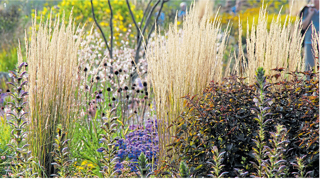 Zwischen dem Gartenakanthus (Acanthus hungaricus) schimmern die fedrigen Blütenstände des Gartensandrohrs (Calamagrostis x acutiflora).