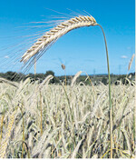 Roggen guter Qualität gibt es nicht im Überfluss. An den Preisen zeigt sich das enge Angebot.
