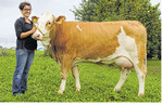 Aus der Spitze der Fleckviehjungkühe ragte diese Evergreen-Tochter von Familie Schmid aus Hüttlingen-Mittellengenfeld heraus.