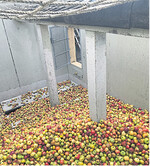 Ein typisches Bild in diesem Jahr: Gähnende Leere im Apfelsilo einer Kelterei.