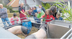 Beim Bauernmarkt in Ochsental gab es Hällisches Landschwein zum Anfassen und seine Produkte zum Probieren.