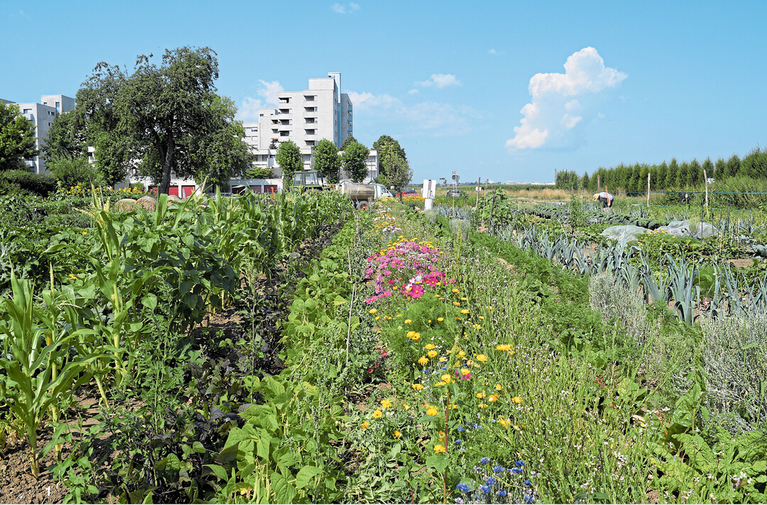 Mitte Juli erstrahlen die Mietgärten in Stuttgart-Möhringen in voller Blüte. Ein Großteil der Fläche wird von Klaus Brodbeck schon vorkultiviert. Im Wunschbeet können sich die Gärtner dann austoben und anpflanzen, worauf sie Lust haben.